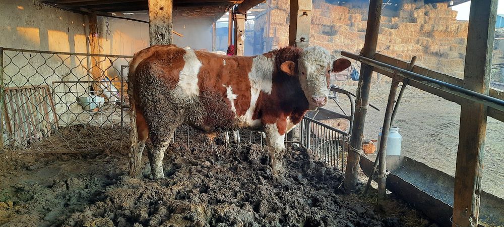 Соглом сментал юуккамиз сотилади