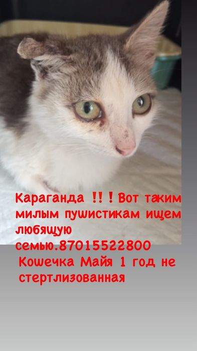 Котяткам нужен дом!