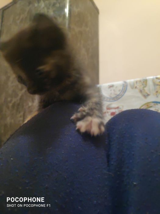 Продам котят прямоухие