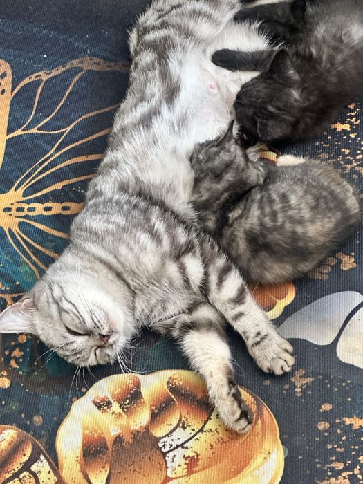 Бесплатно котенки