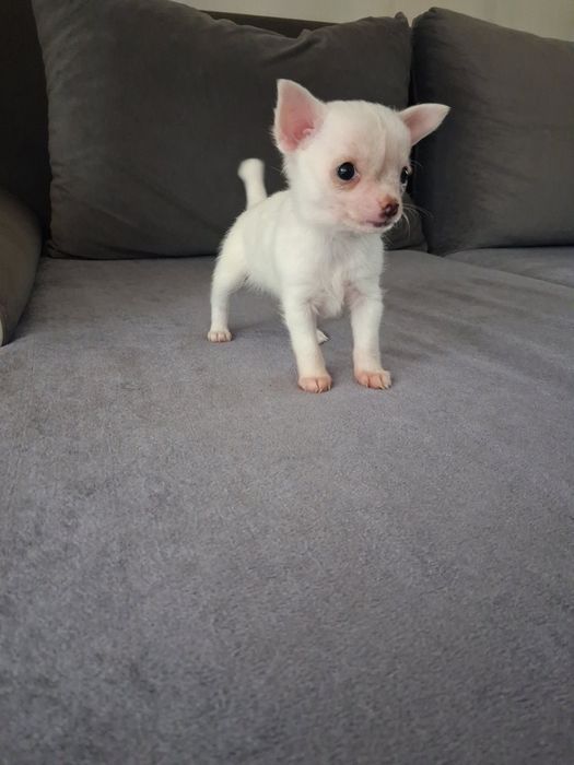 Продавам Чихуахуа