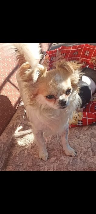 Продавам две женски чихуахуа