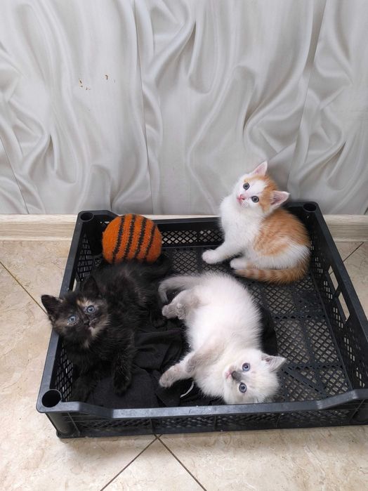 Отдам даром котят