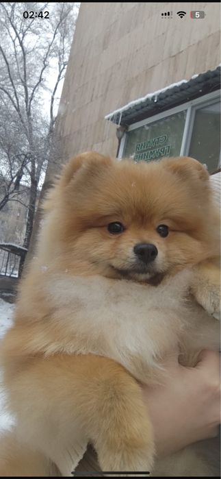 Бронь на померанского шпица