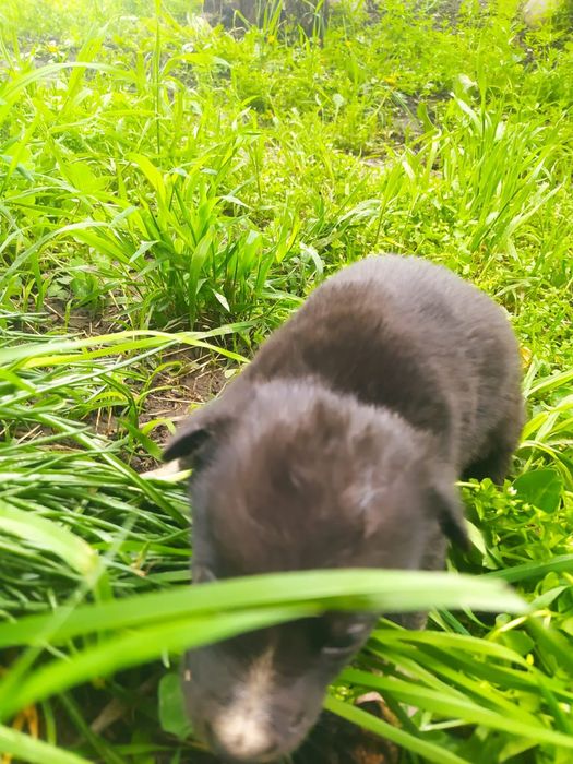 Щенки ищут дом...