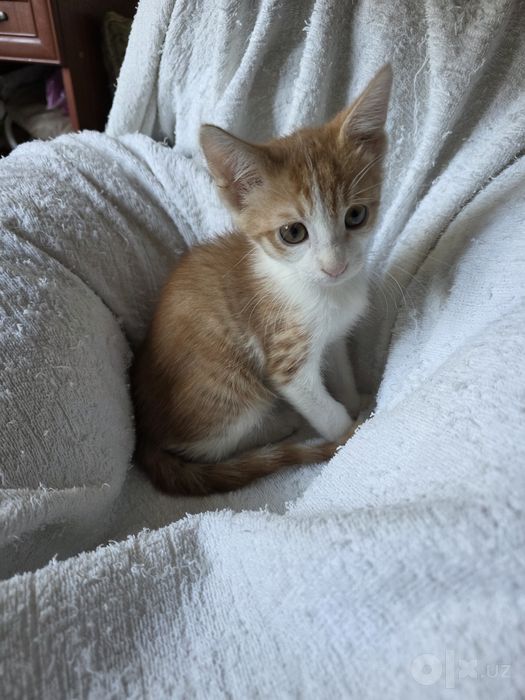 Отдам котёнка в добрые руки ,Бесплатно