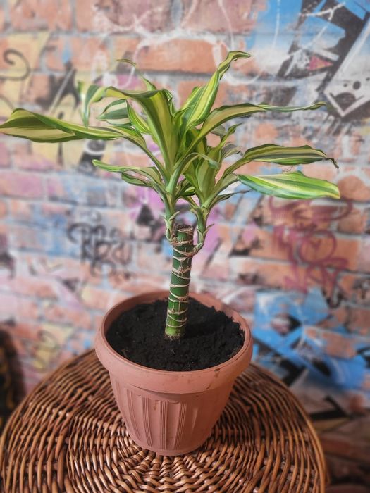 Распродажа цветов домашние