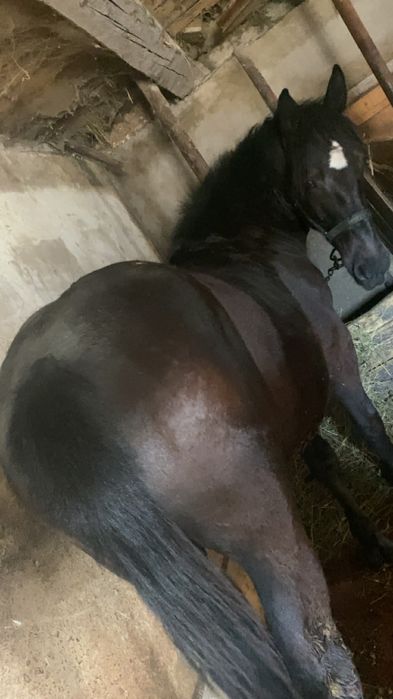 Mânz de 1 an de vanzare