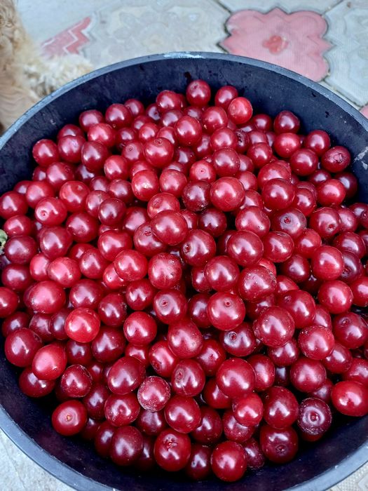 Продам вишню садовую