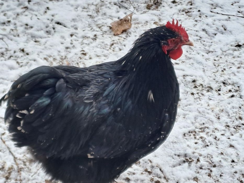 Vand cocos de Orpincton Bobat