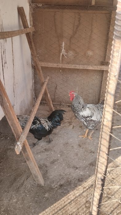 Әтештер сатылады