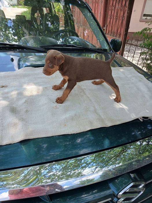 Femela Jagd Terrier in varsta de 2 luni pentru vanatoare