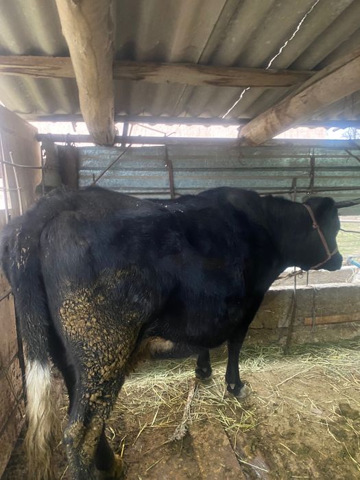 Буаз семіз сиыр сатылад