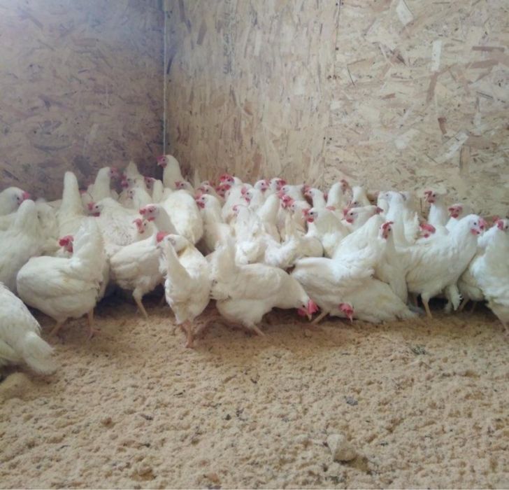 Продам белую несушку