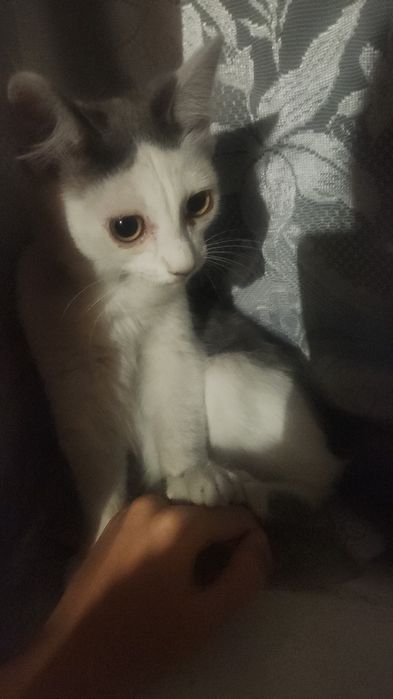 Отдам котенка бесплатно, мальчик