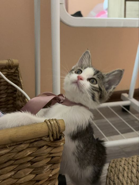 Котенок в добрые руки