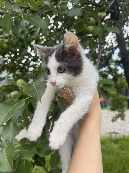 Котенок, родилась 6 апреля