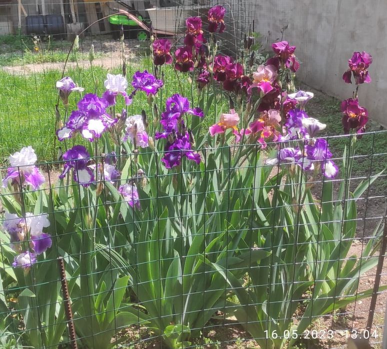 Продам корни ирисов