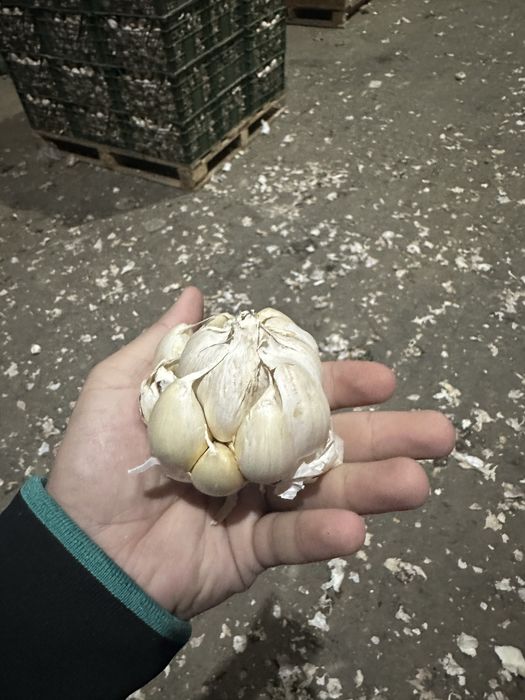 Usturoi de pus in pamant