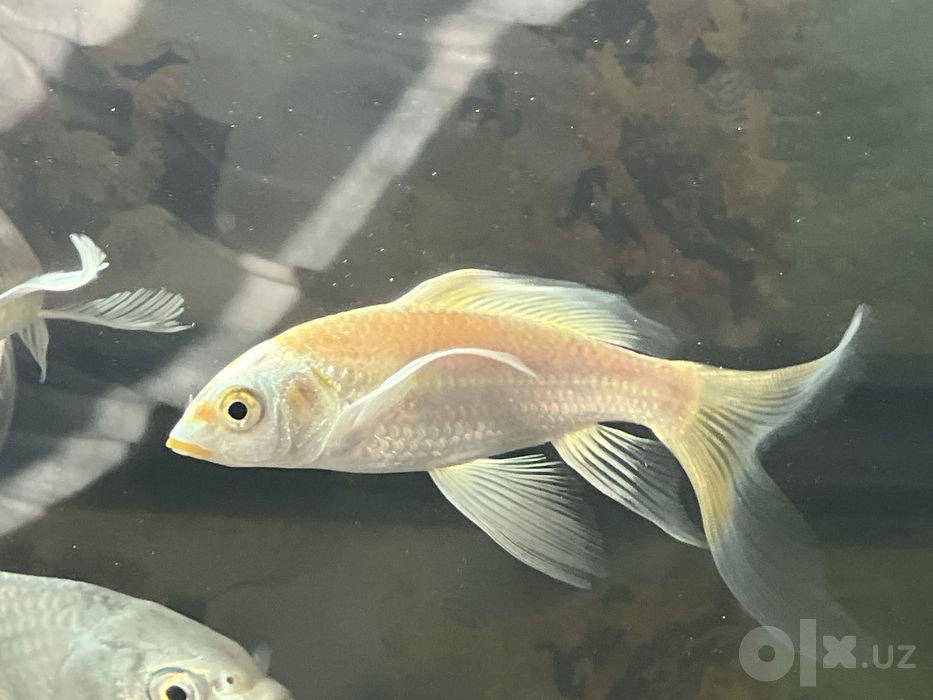 Koi Platina baliqlari sotiladi