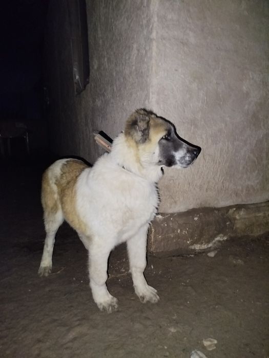 Alabay kushik 5 ayliq