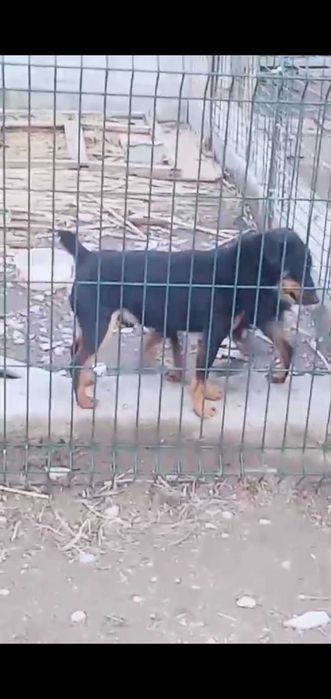 Ягтерьер ұрғашы и еркек