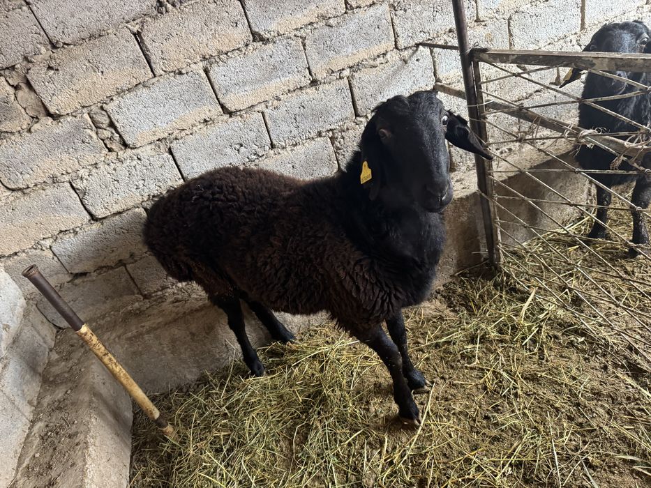 Қошақар сатылад 3 еу