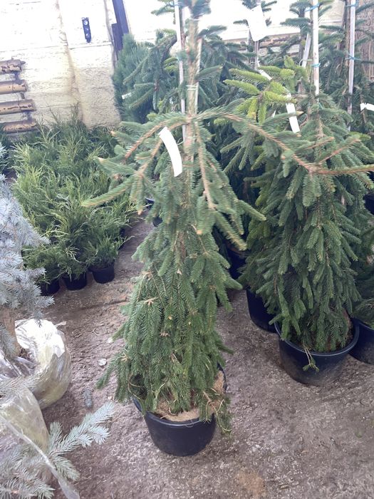 Ель коника, Ель инверса