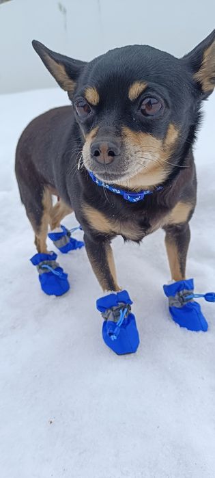 Обувь для собак и кошек