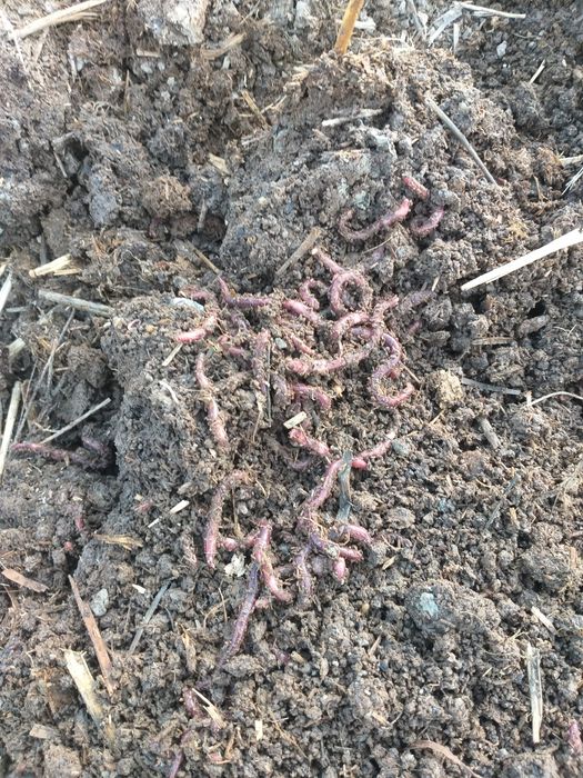 Калифорня чувалчанги сотилади