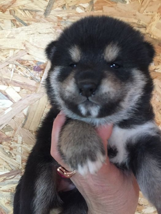 Щенки японской  сибы