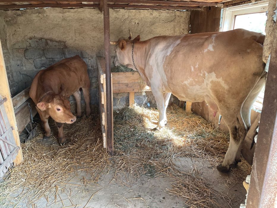 Când vaca cu vitel