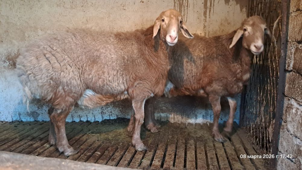 Qo'chqor sotiladi arashan, sovliqam bor