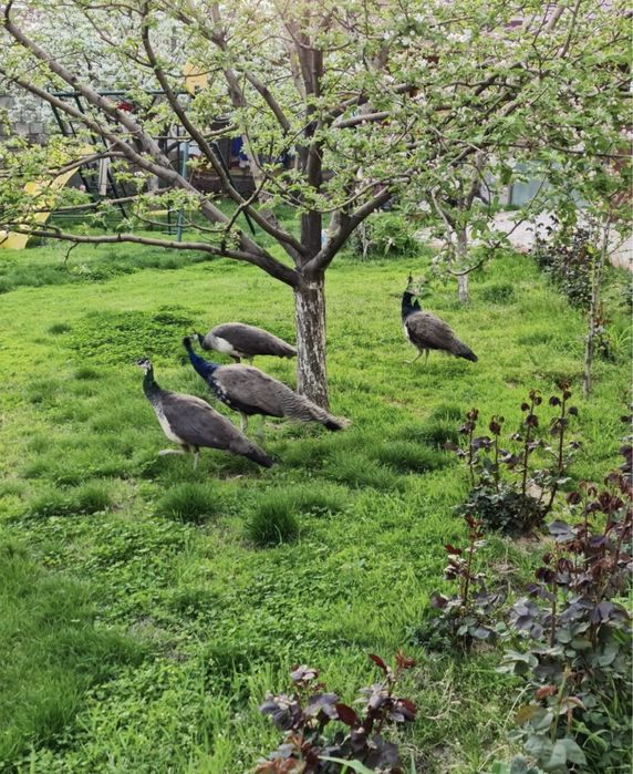 Павлины павлин индийские