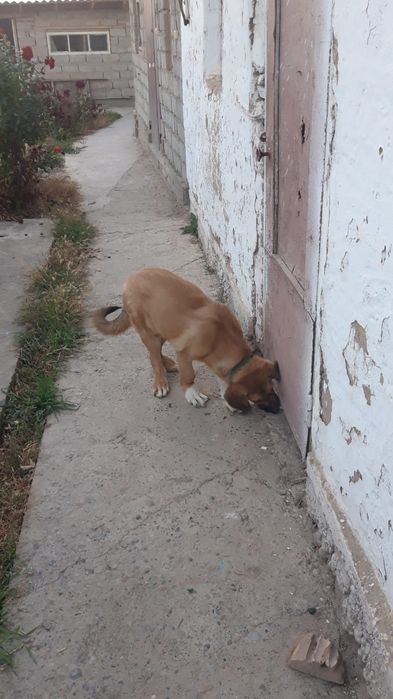 Күшік сатылады пародасы Азияд