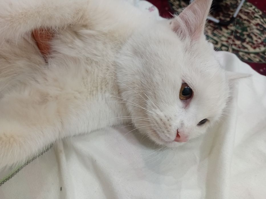 1 dona turk angorasi 6oylik o'g'il bola