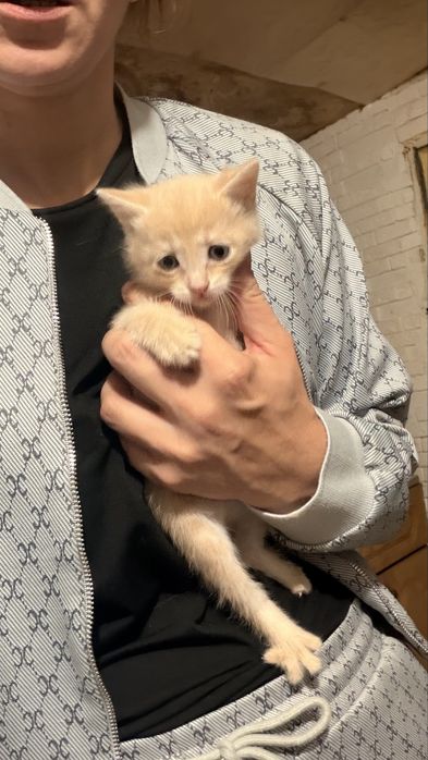 Котята к лотку приучены