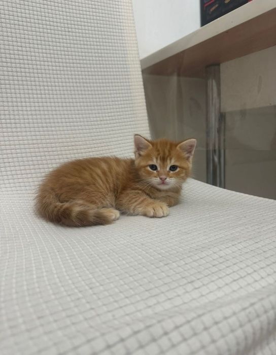 Рыжий шотландский котенок с документами!
