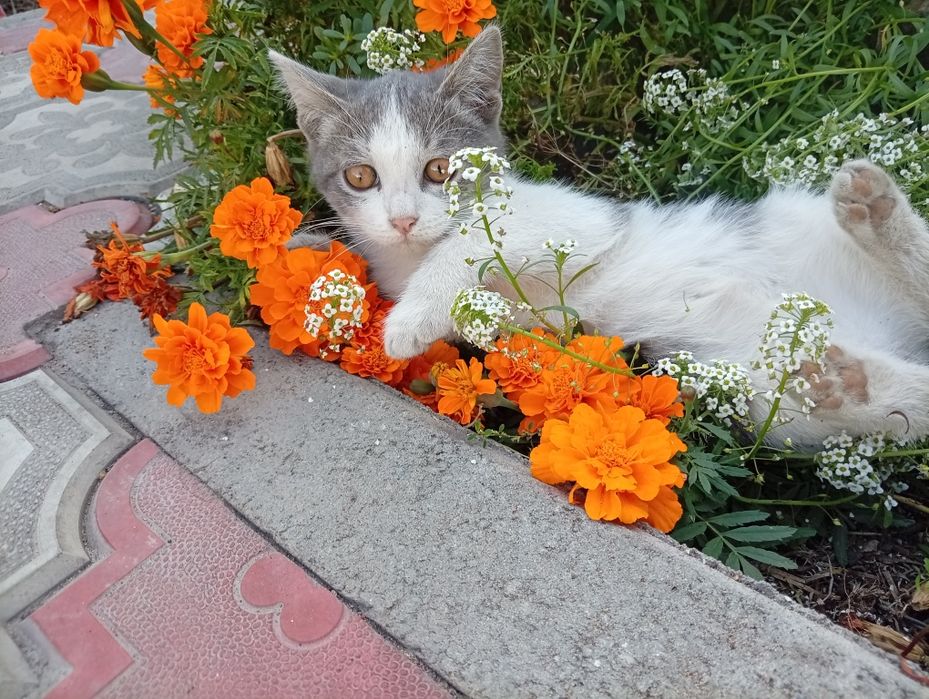 Отдам в добрые руки