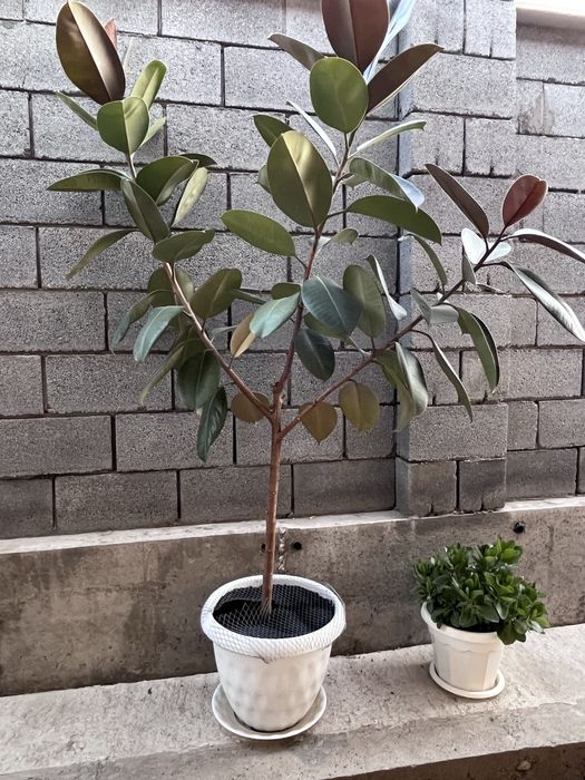 Фикус растение, офисное