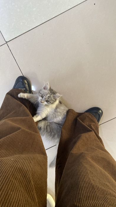 Отдам котенка в добрые руки