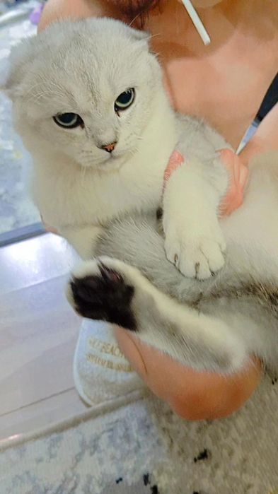 Продам чистоплотного, чистокровного котика 8 мес серебристую шиншиллу