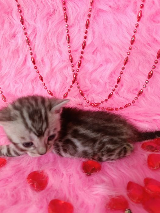 Продам бенгальских котят