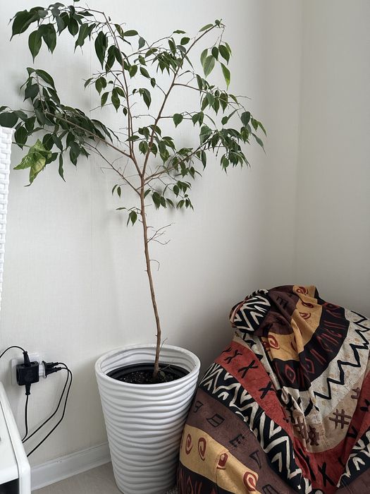 Продам фикус 1,5м