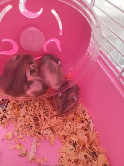 Хомячки джунгарики