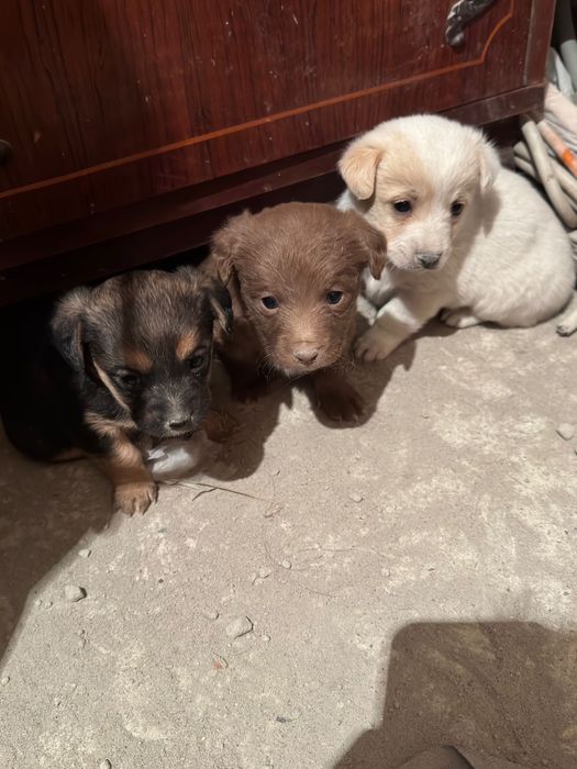 catelusi micuti spre adoptie