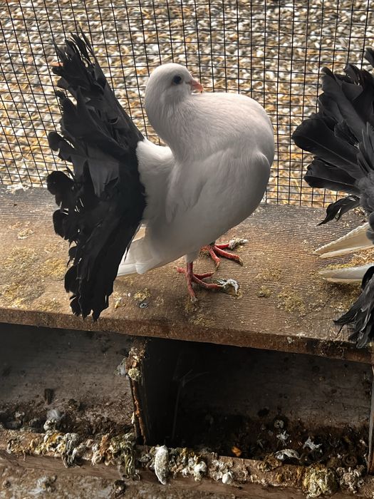 Vand porumbei curcani