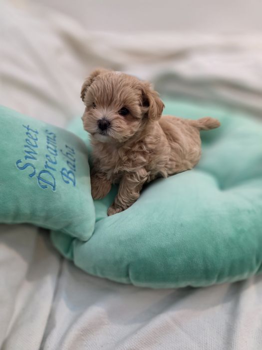 Maltipoo teacup, mini toy