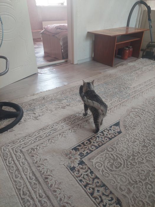 Отдам хорошие руки