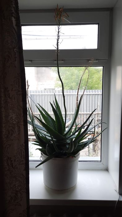 Алое цветы Караганда